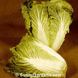 Brassica rapa, Chinese Cabbage, Napa Cabbage