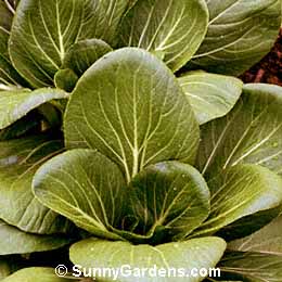 Brassica rapa chinensis, Pak Choi, Chinese Celery Cabbage, Chinese White Cabbage