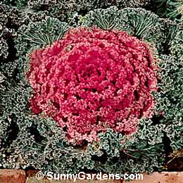Brassica oleracea, Flowering Kale