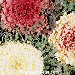 Brassica oleracea, Flowering Cabbage