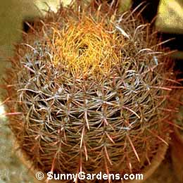 Ferocactus cylindraceus, Compass Barrel Cactus