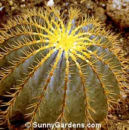 Ferocactus glaucescens, Barrel Cactus
