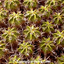 Ferocactus robustus, Barrel Cactus