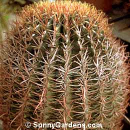 Ferocactus wislizenii, Fishhook Barrel Cactus, Arizona Barrel