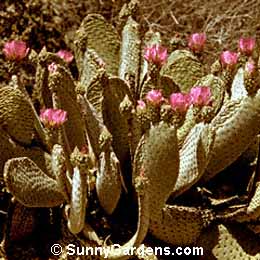 Opuntia basilaris, Prickly Pear Cactus