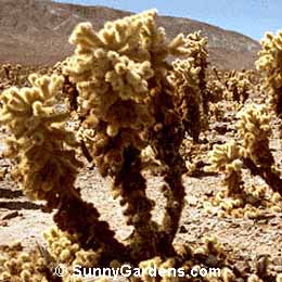 Opuntia bigelovii, Teddy Bear Cholla, Teddybear Cactus