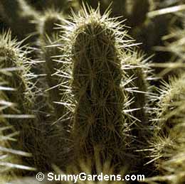 Opuntia echinocarpa, Prickly Pear, Tuna