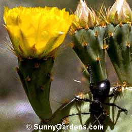 Opuntia ficus-indica, Indian Fig, Barbary Fig, Prickly Pear