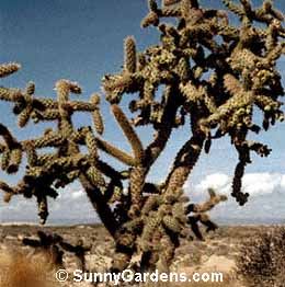 Opuntia fulgida, Jumping Cactus