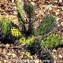 Opuntia littoralis littoralis, Prickly Pear Cactus