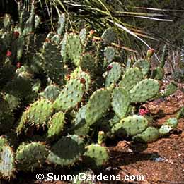 Opuntia littoralis vaseyi, Prickly Pear Cactus