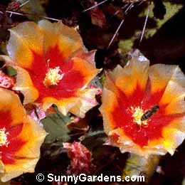Opuntia macrocentra, Prickly Pear Cactus, Opuntia violacea macrocentra