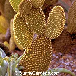 Opuntia microdasys, Bunny Ears