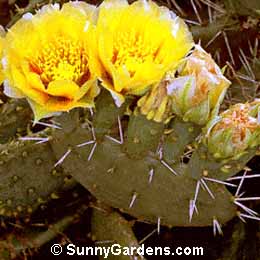 Opuntia phaeacantha, Tuna