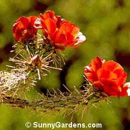 Opuntia spinosior, Prickly Pear Cactus