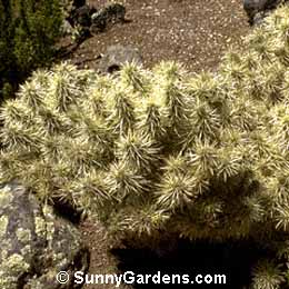Opuntia tunicata, Prickly Pear Cactus