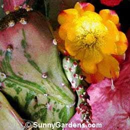 Opuntia vulgaris variegata, Joseph's Coat Cactus, Prickly Pear