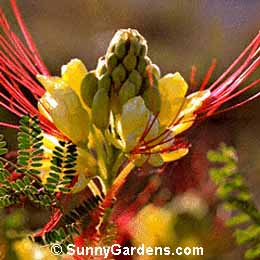 Caesalpinia gilliesii, Bird of Paradise Bush, Paradise Poinciana