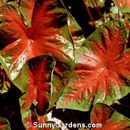 Caladium bicolor, Angel Wings, Elephant's Ear