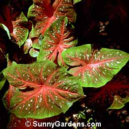 Caladium x hortalanum, Fancy-Leaved Caladium