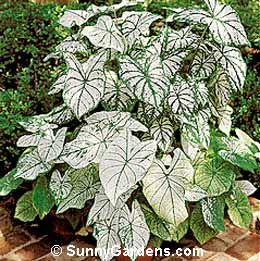 Caladium x hortulanum, Fancy-Leaved Caladium