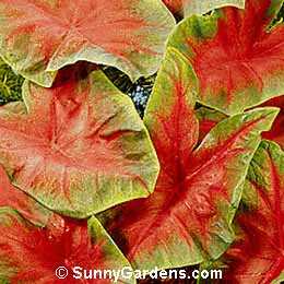 Caladium x hortulanum, Fancy-Leaved Caladium