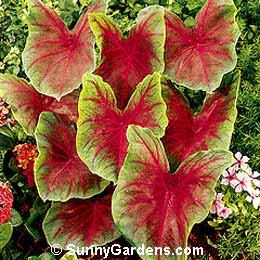 Caladium x hortulanum, Fancy-Leaved Caladium