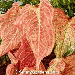 Caladium x hortulanum, Fancy-Leaved Caladium