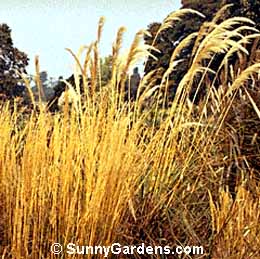 Calamagrostis x acutiflora, Feather Reed Grass