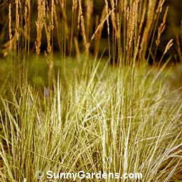 Calamagrostis x acutiflora, Feather Reed Grass