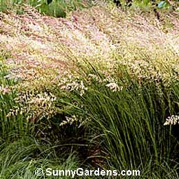 Calamagrostis x acutifolia, Feather Reed Grass