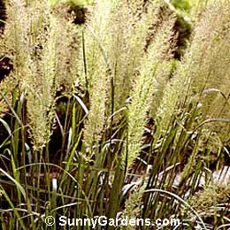 Calamagrostis arundinacea brachytricha, Reed Grass, Foxtail Grass, Korean Feather Reed
