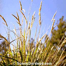Calamagrostis nutkaensis, Pacific Reed Grass