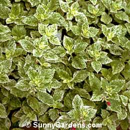 Calamintha, Variegated Calamint