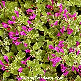 Calamintha grandiflora, Large-Flowered Calamint
