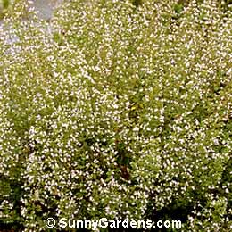 Calamintha nepeta, Lesser Calamint, Calamint Savory