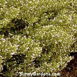 Calamintha nepeta nepeta, Calamintha nepetoides