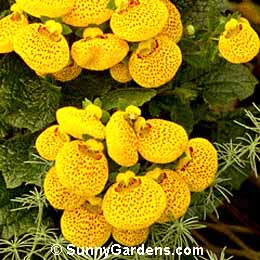 Calceolaria crenatiflora, Pocketbook Plant, Calceolaria herbeohybrida