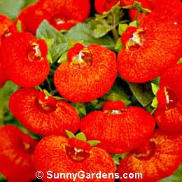 Calceolaria crenatiflora, Common Calceolaria, Slipper, Pocketbook Flower