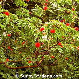 Calliandra haematocephala, Pink Powder Puff