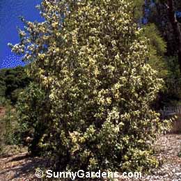 Callicoma serratifolia, Black Wattle