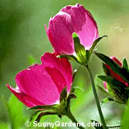 Callirhoe involucrata, Purple Poppy Mallow, Wine Cups
