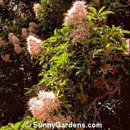 Calodendrum capense, Cape Chestnut