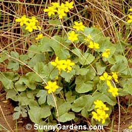 Caltha palustris, Marsh Marigold, Kingcup, Cowslip