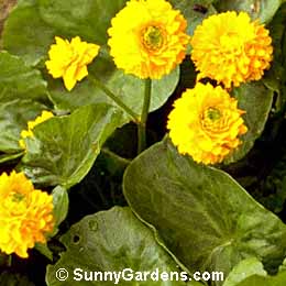 Caltha palustris, Double Flowering Marsh Marigold, Double Flowering Cowslip, Caltha palustris