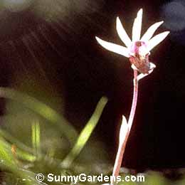 Calypso bulbosa, Fairy Slipper, Calypso, Pink Slipper Orchid