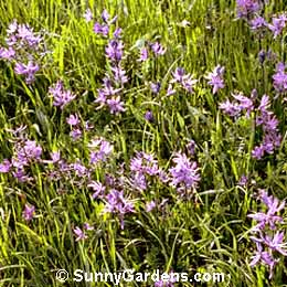 Camassia quamash, Blue Cohosh, Common Camassia, Camassia esculenta