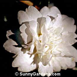 Camellia