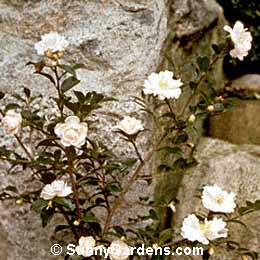 Camellia