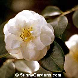 Camellia japonica, Japanese Camellia